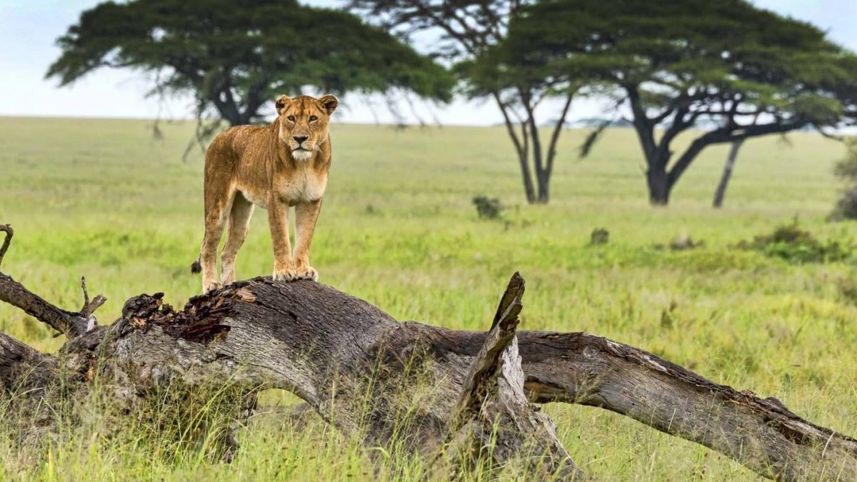 Best place to see lions in Uganda