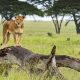 Best place to see lions in Uganda