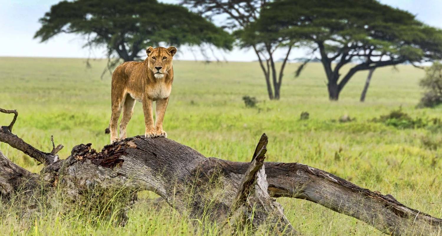 Best place to see lions in Uganda