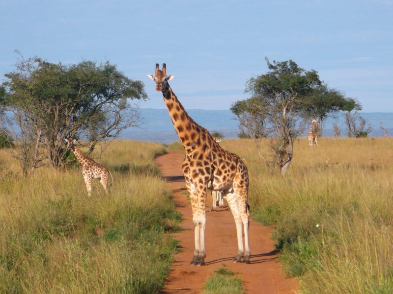 Murchison Falls Giraffe