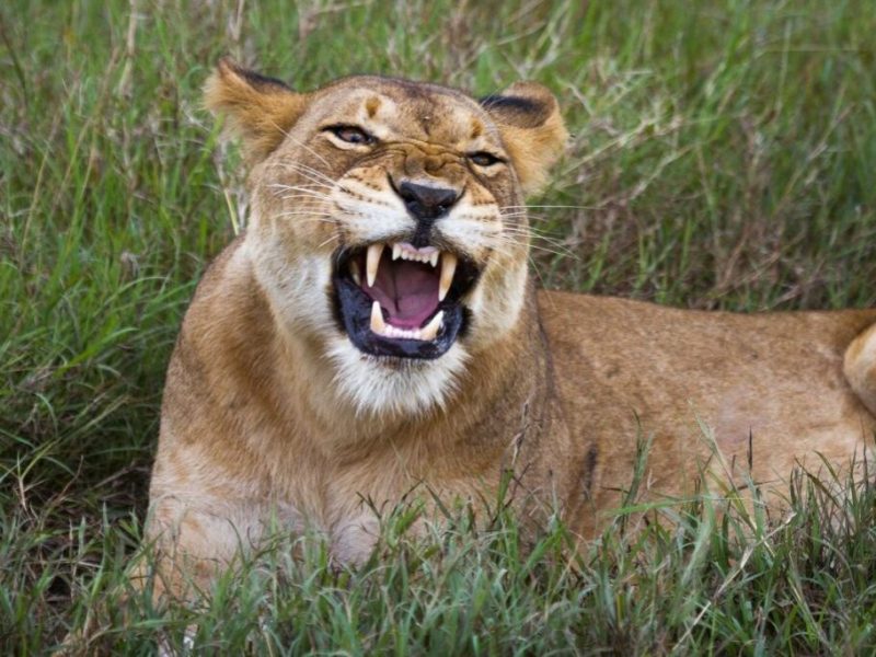 Wildlife in Murchison Falls National Park