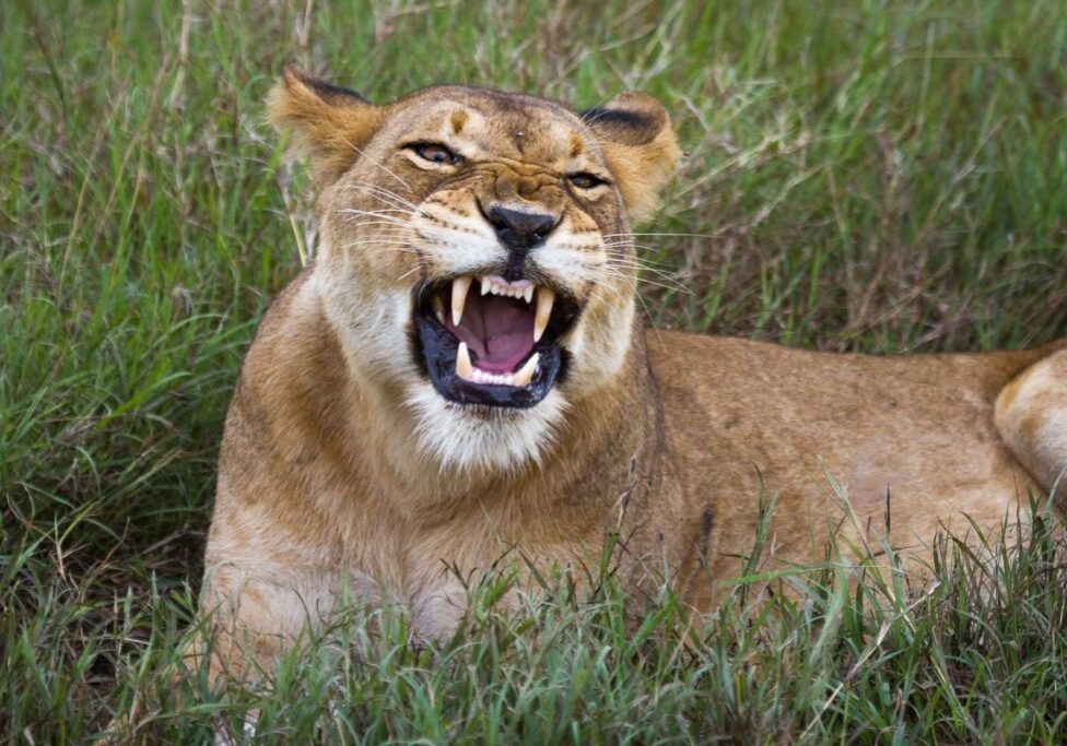 Wildlife in Murchison Falls National Park