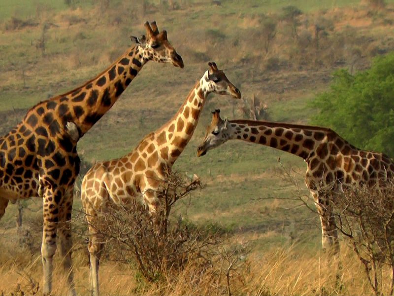 Murchison Falls Giraffe