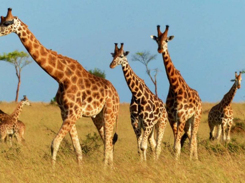 Wildlife safaris in Uganda 2023