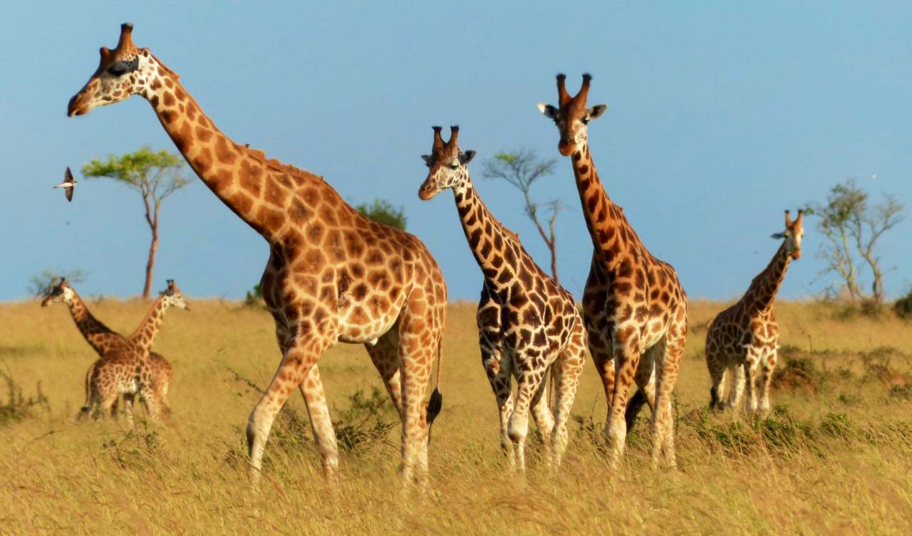 Wildlife safaris in Uganda 2023