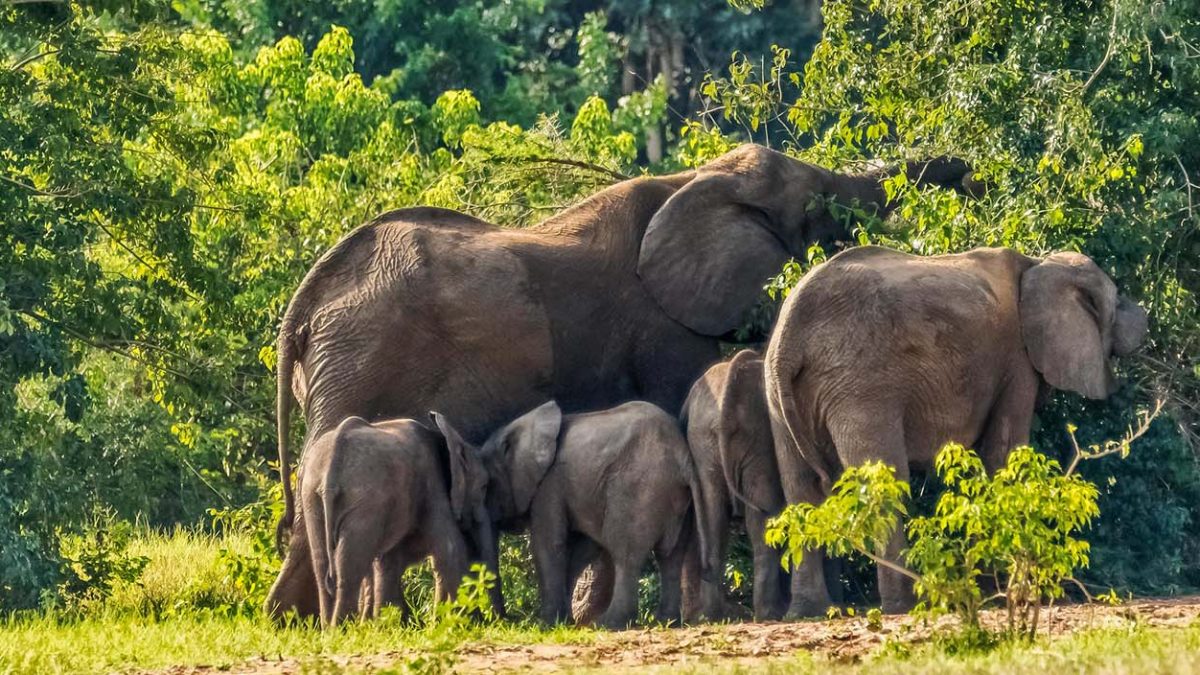 Wildlife in Murchison Falls National Park