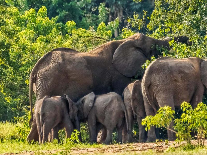 African Bush Elephants in Murchison