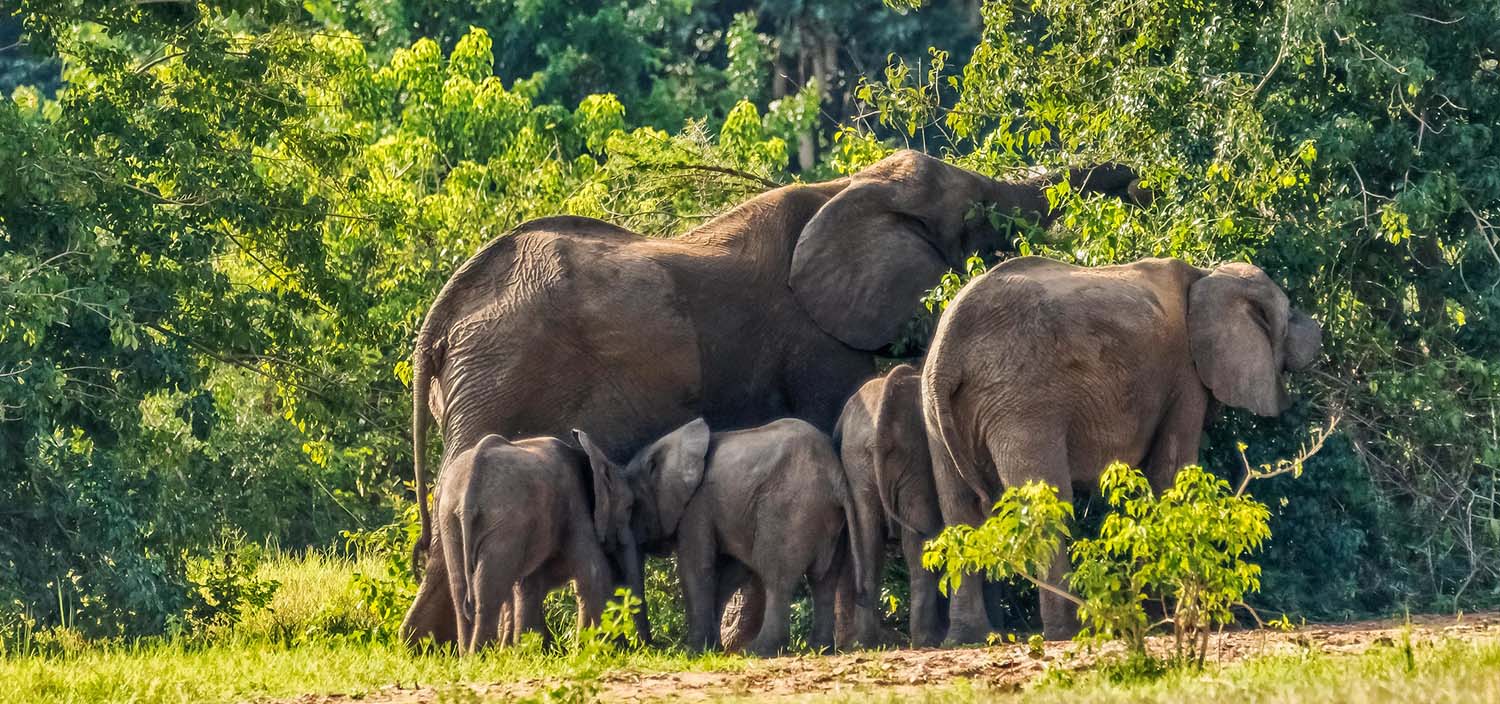 Wildlife in Murchison Falls National Park