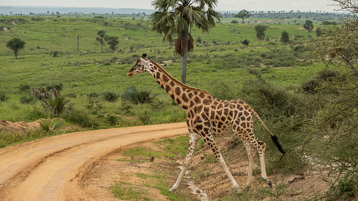 Murchison Falls National Park Uganda - Game Viewing Safaris in Murchison Falls National Park