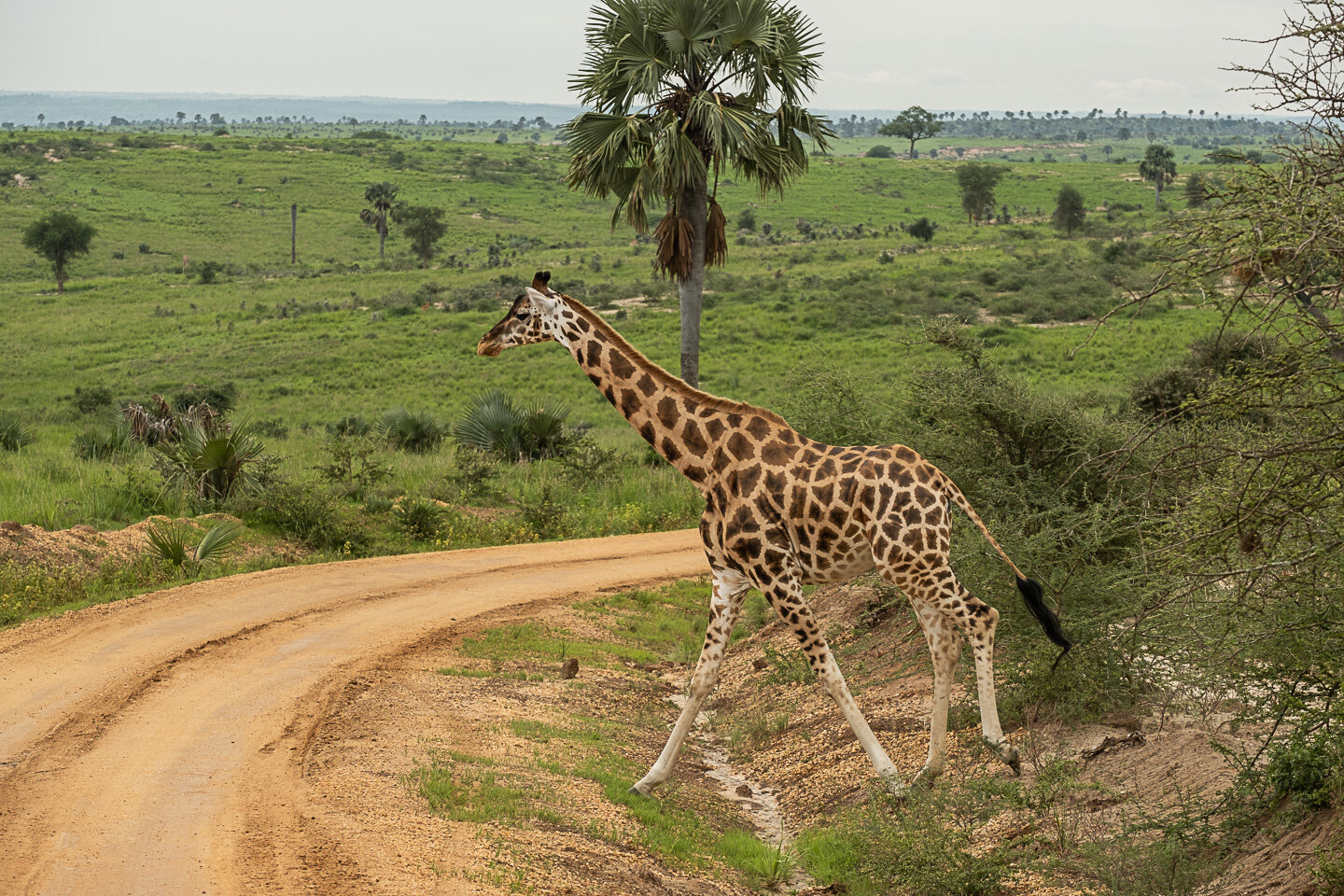 Murchison Falls National Park Uganda - Game Viewing Safaris in Murchison Falls National Park