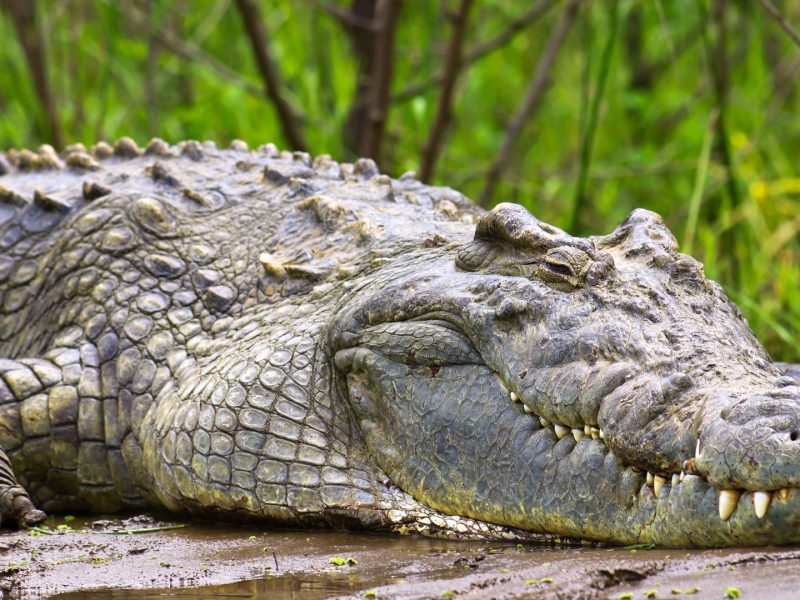 murchison falls crocodile