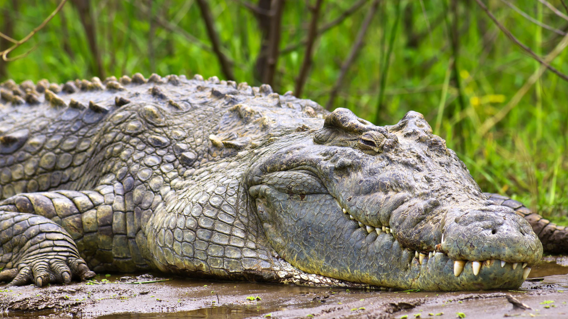 Game Viewing Safaris in Murchison Falls National Park