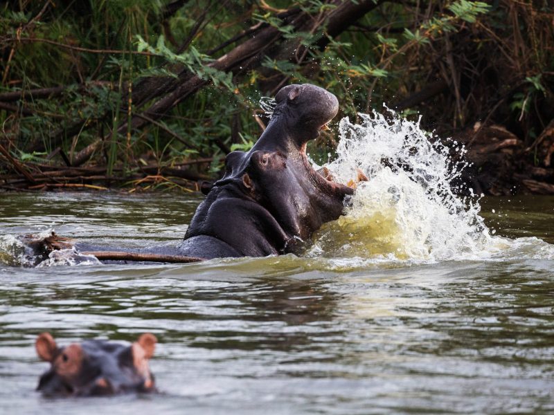 murchison falls hippo
