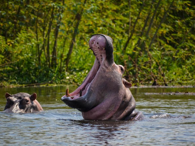 Murchison Falls Uganda