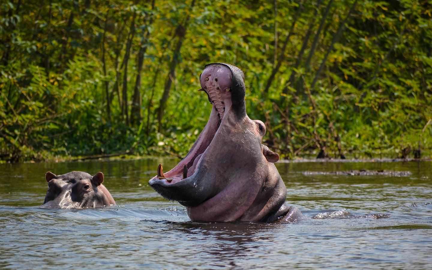 Murchison Falls Uganda