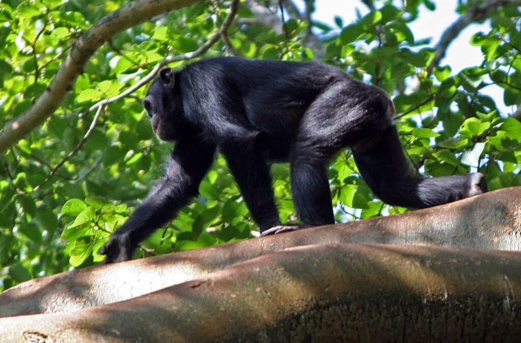 Booking chimpanzee tracking permits in Uganda