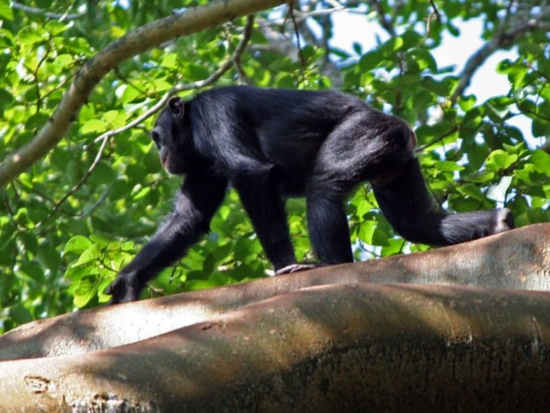 Chimpanzee tracking in Murchison falls