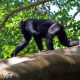 Best time for trekking Chimpanzees in Uganda
