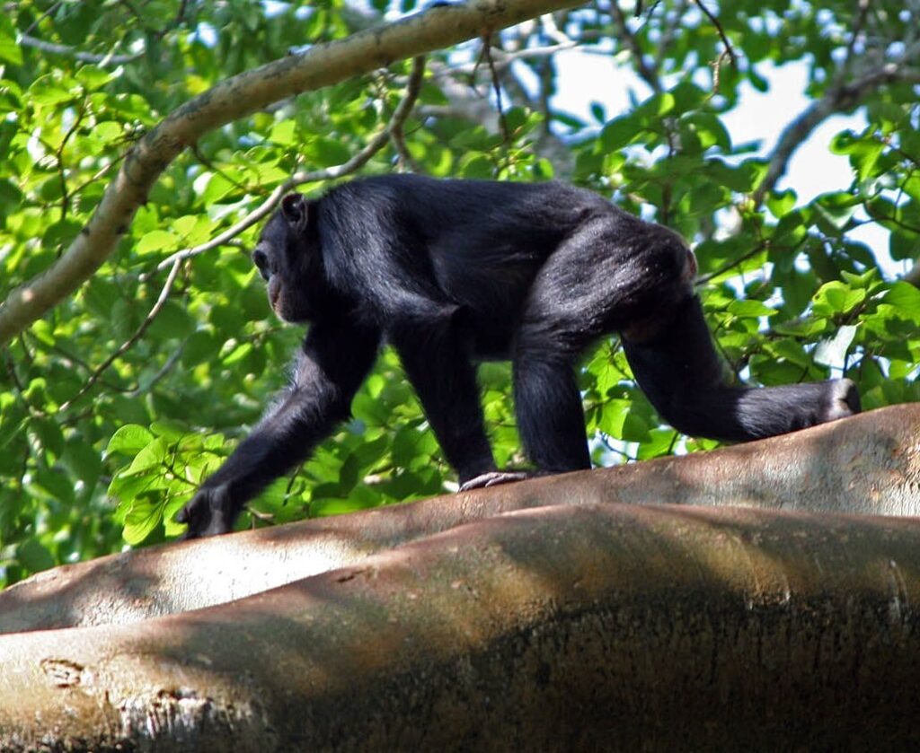 Chimpanzee tracking in Murchison falls - Chimpanzee Trekking Permits in Uganda