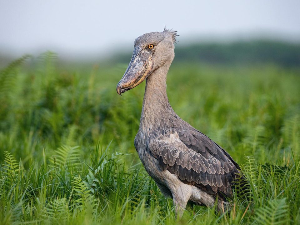 Shoebill stork & boat cruise Tours