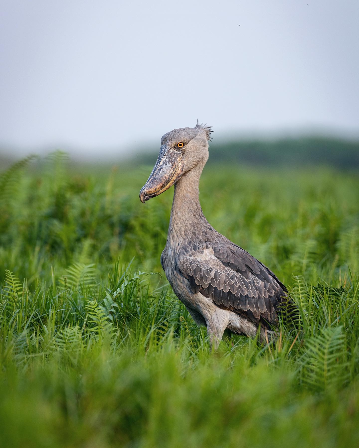 Shoebill stork & boat cruise Tours