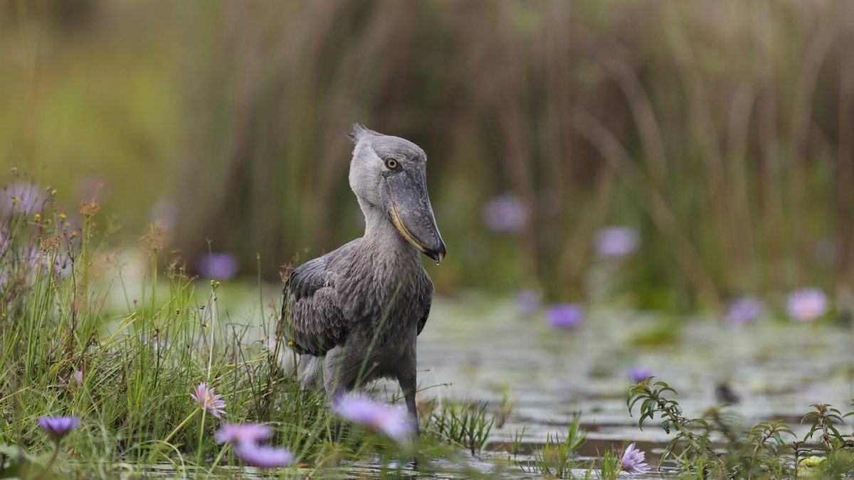 Bird Watching safaris in Uganda