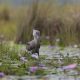 Bird Watching safaris in Uganda