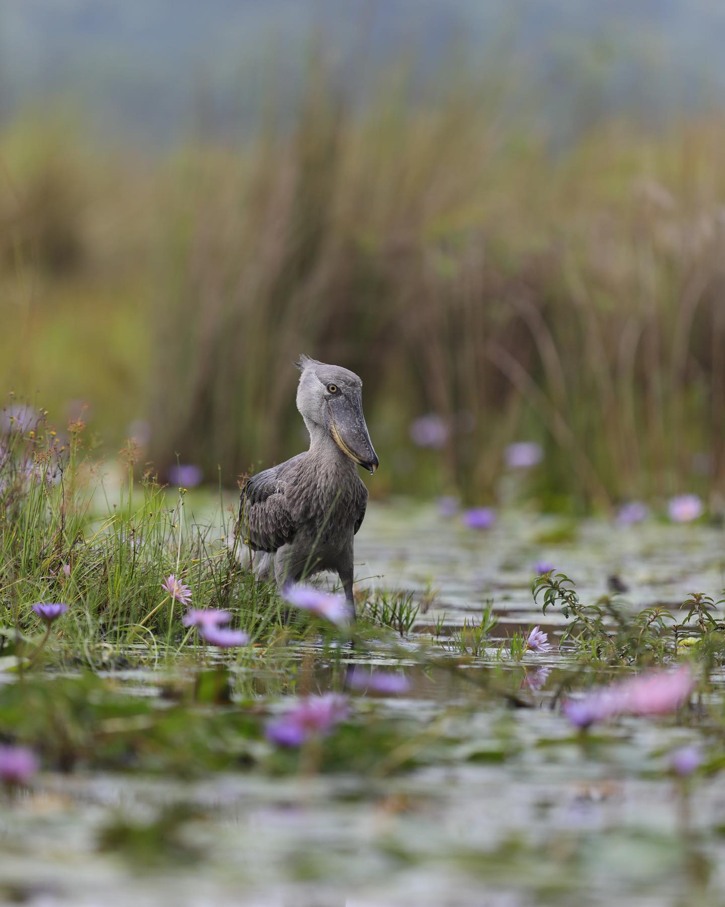 Bird Watching safaris in Uganda