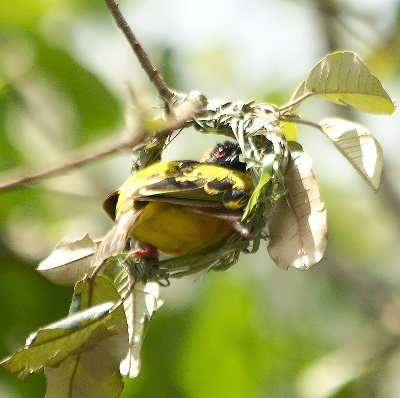 Bird Watching safaris in Uganda