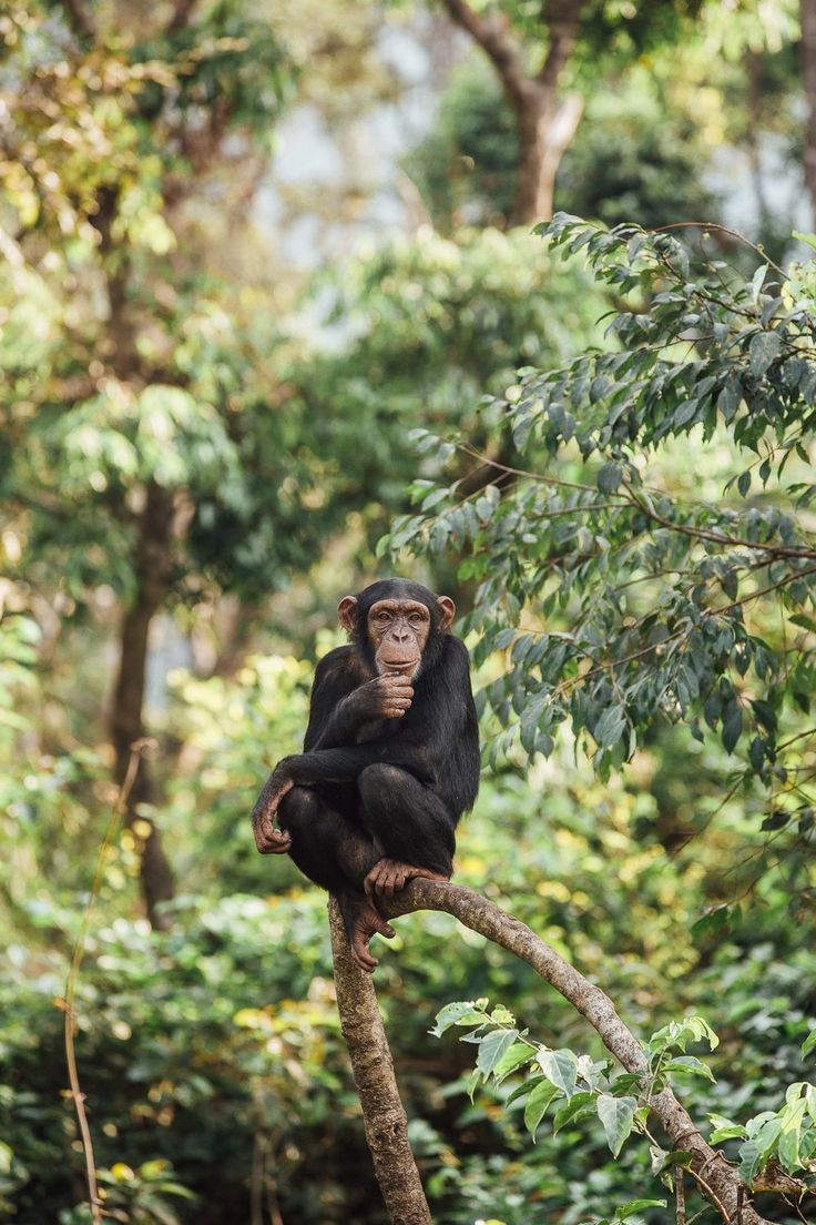 Budongo Forest Chimpanzee Trekking