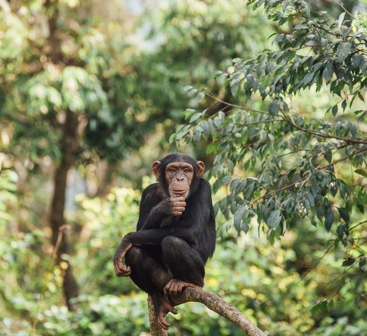 Chimpanzee Trekking in Budongo Forest