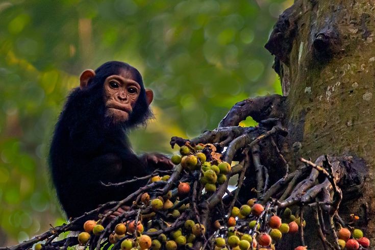 Booking chimpanzee tracking permits in Uganda