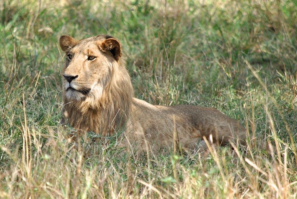 Game Viewing Safaris in Murchison Falls National Park