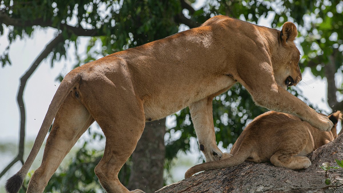Tree Climbing Lions in Queen Elizabeth National Park
