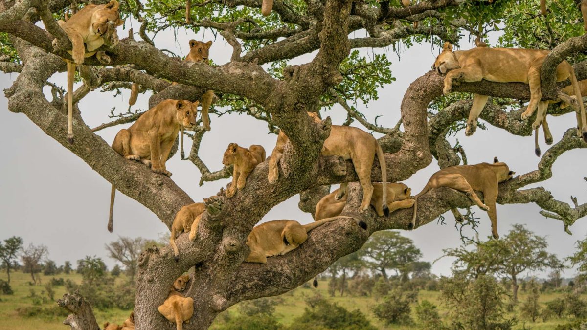 Uganda safari Attractions