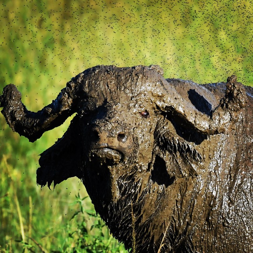 Wildlife in Uganda