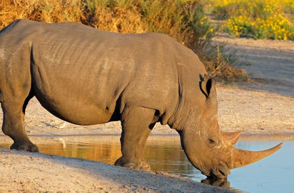 Rhino Tracking in Uganda