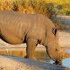 Rhino Tracking in Uganda