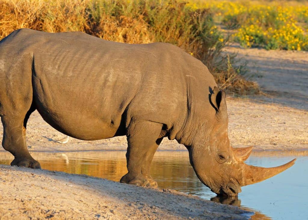 Rhino Tracking in Ziwa