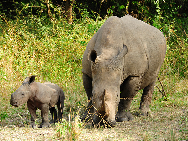 Rhino Tracking in Uganda