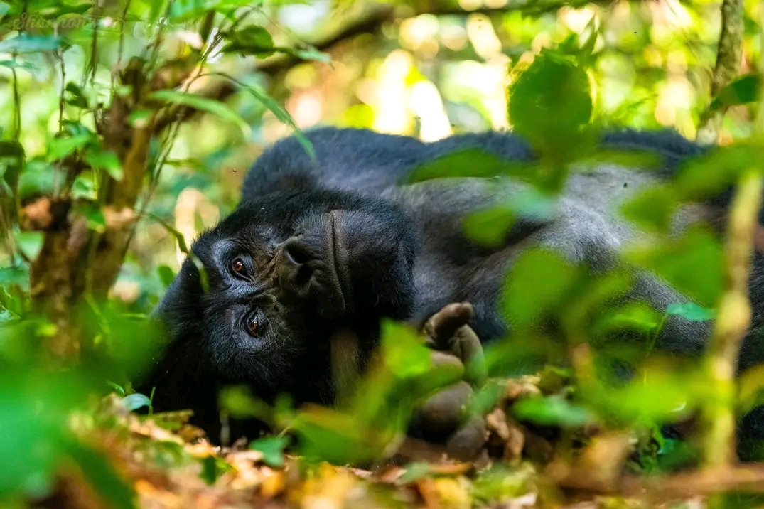 Best Uganda Tours & best activities for 2023 - 2024