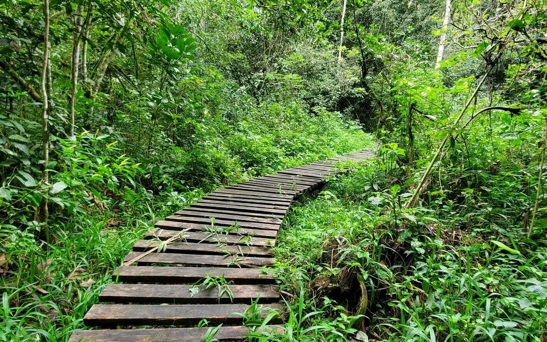 Nature Walking Safaris in Uganda