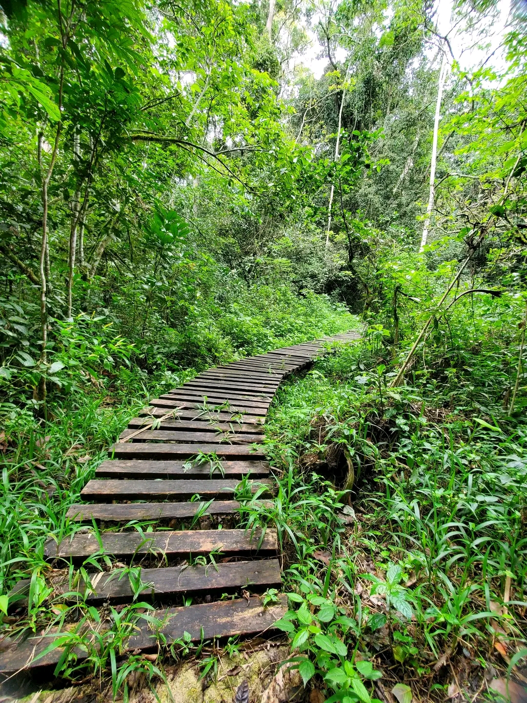 Nature Walking Safaris in Uganda