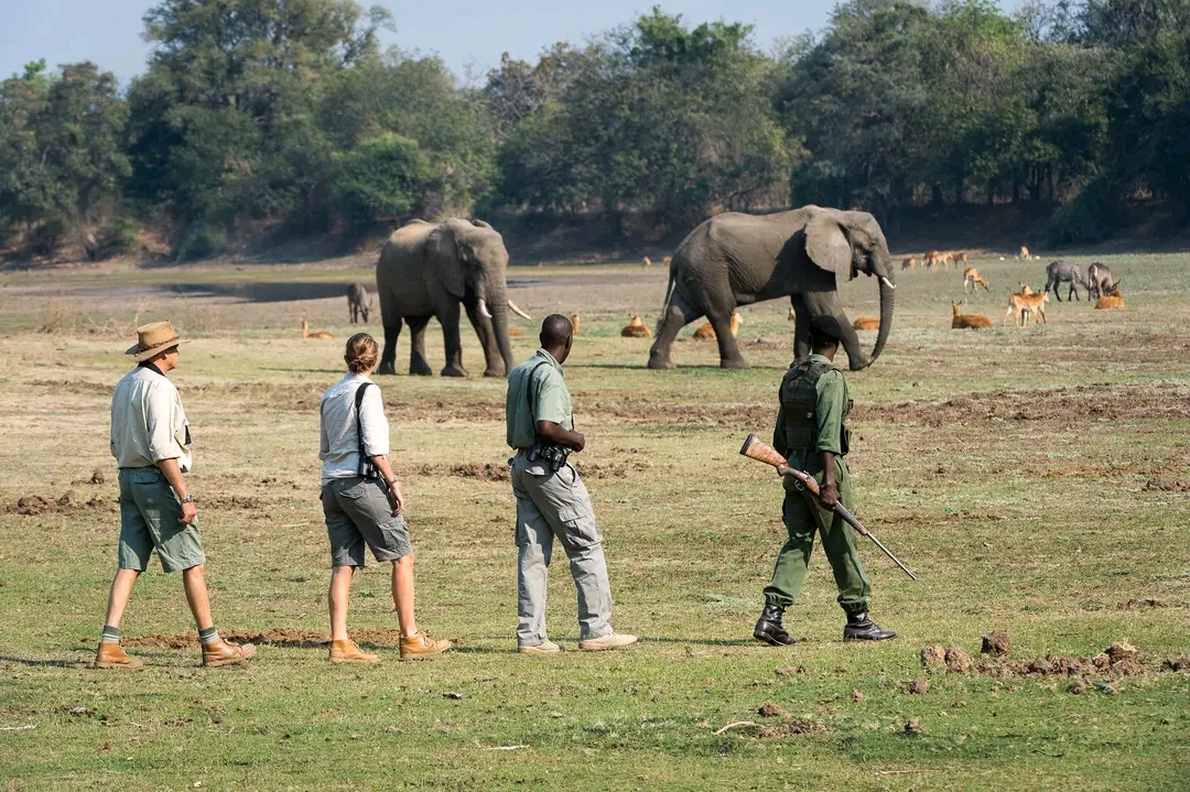 Guided Walking Safaris in Kenya