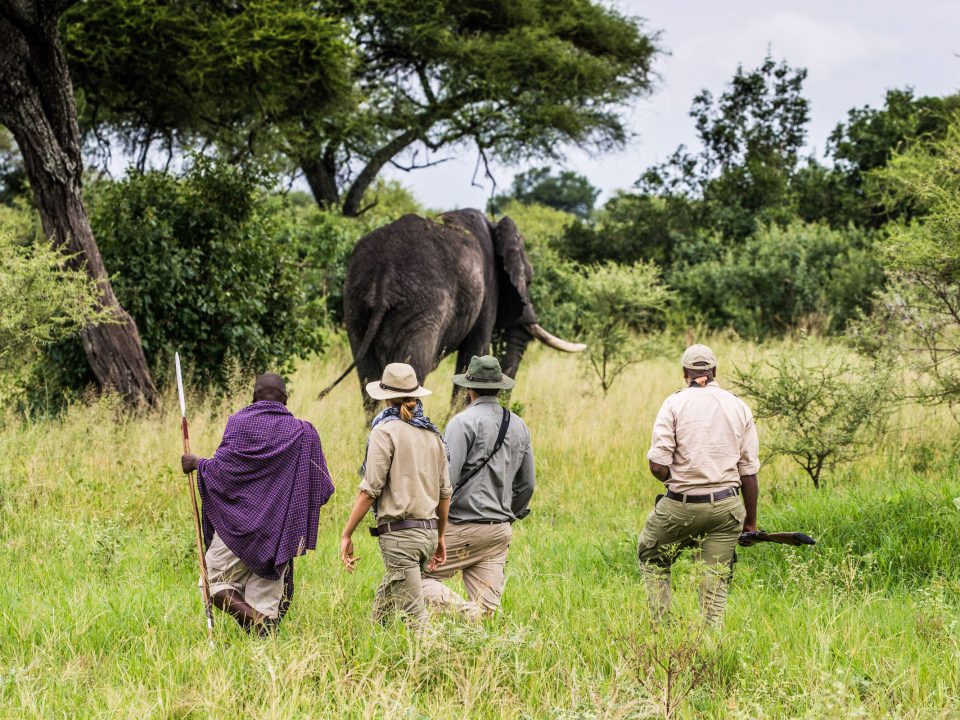 Guided Walking Safaris in Kenya