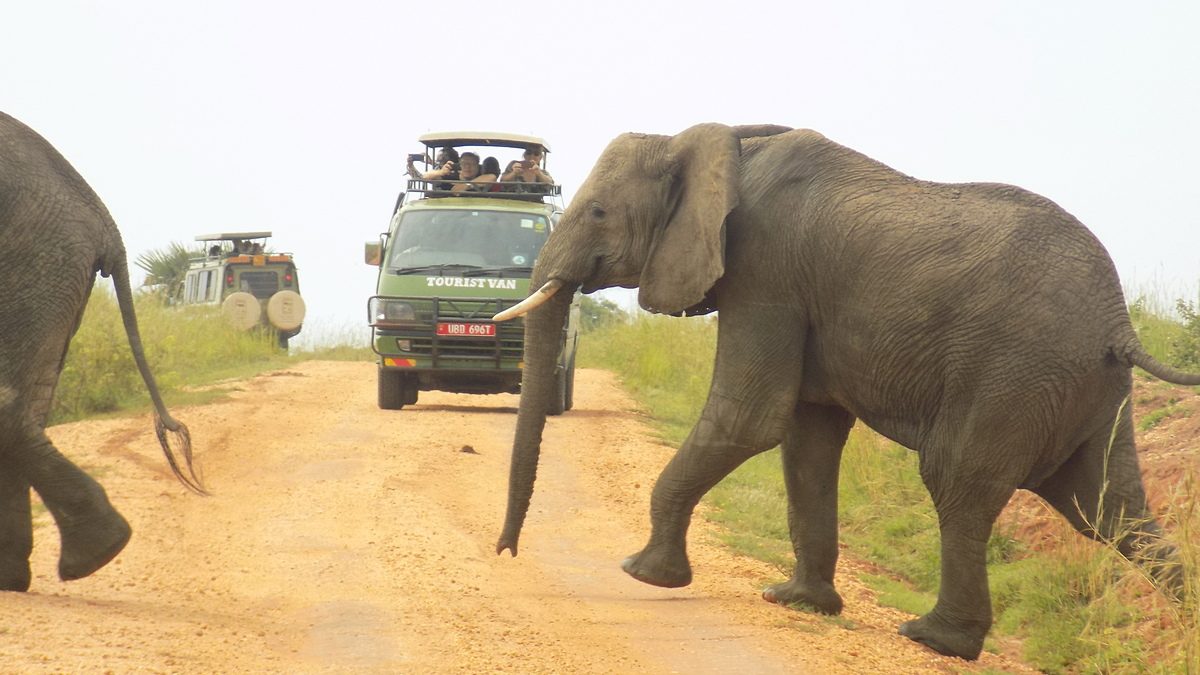 What are the prices for safari in Uganda?
