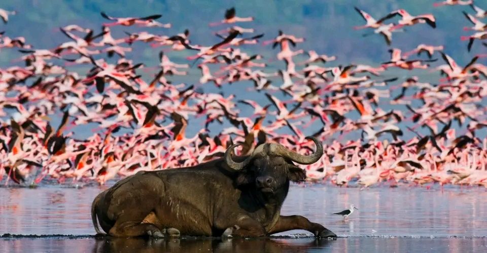 Best Place to see lesser flamingos in Uganda