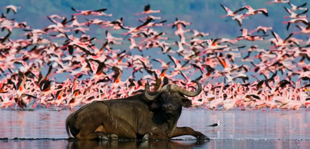 Best Place to see lesser flamingos in Uganda